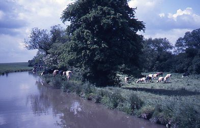 crt_wild_123 image crt_wild_123