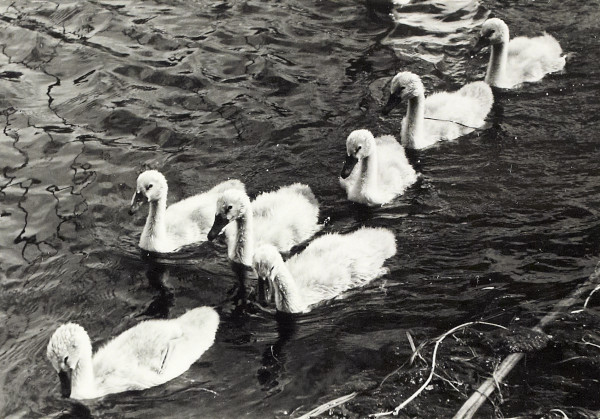 BW200-1-47-34-1 image BW200-1-47-34-1