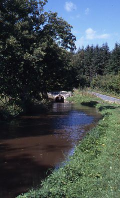 crt_wild-67 image crt_wild-67