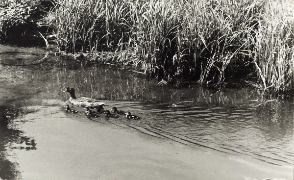 BW200-1-85-2-2 image BW200-1-85-2-2