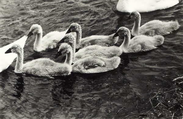 BW200-1-47-34-2 image BW200-1-47-34-2