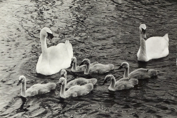 BW200-1-47-34-3 image BW200-1-47-34-3