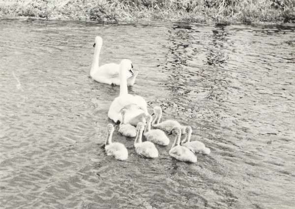 BW200-1-47-34-4 image BW200-1-47-34-4