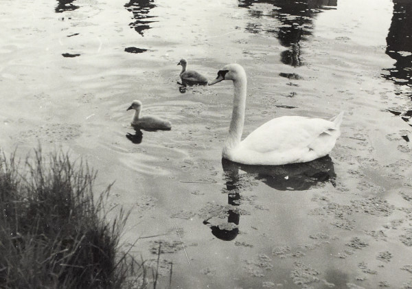 BW200-1-47-54 image BW200-1-47-54