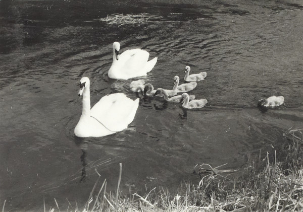 BW200-1-47-34-5 image BW200-1-47-34-5