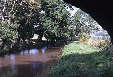 crt_wild_215 image crt_wild_215